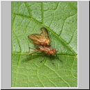 Tetanocera sp - Hornfliege 01.jpg